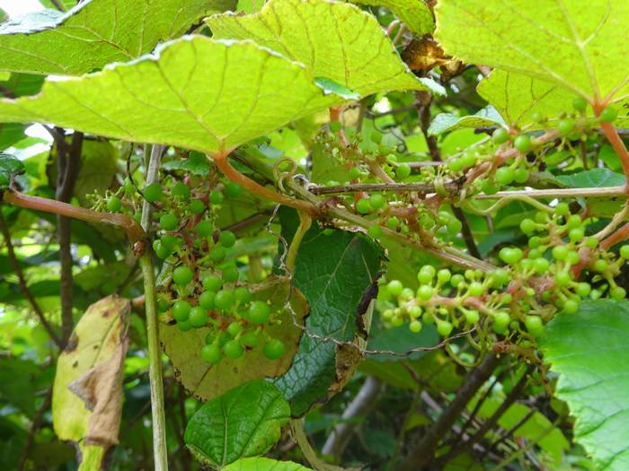 ebi-zuru2-3.jpg(66514 byte)