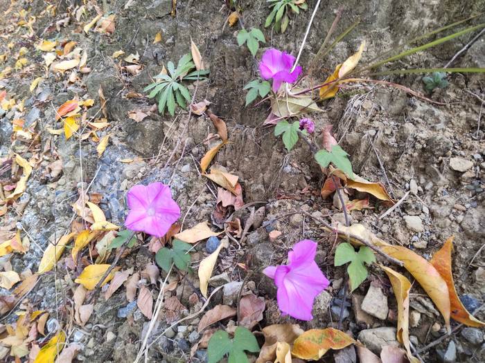 ryukyu-asagao2.jpg(109347 byte)