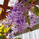 Petrea-s.jpg(8214 byte)