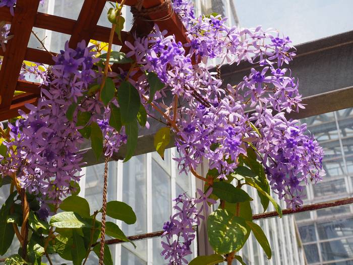 Petrea1.jpg(82217 byte)