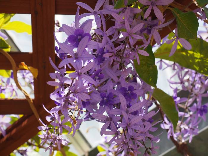 Petrea2.jpg(60549 byte)