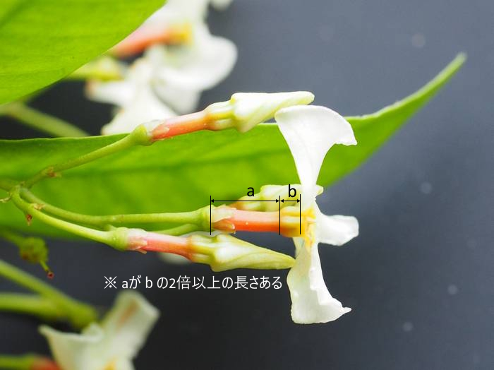 teika-kazura4.jpg(26540 byte)