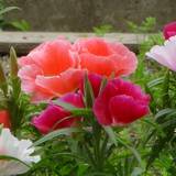 godetia-s.jpg(6271 byte)