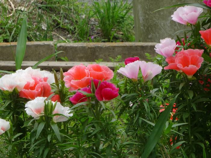 godetia1.jpg(66885 byte)