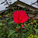 fuyou_america-ｓ.jpg(32940 byte)