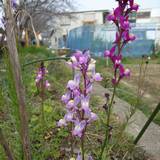 Linaria-s.jpg(7289 byte)