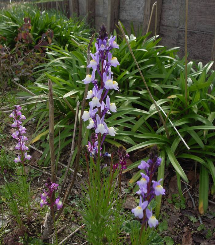 Linaria1.jpg(113254 byte)