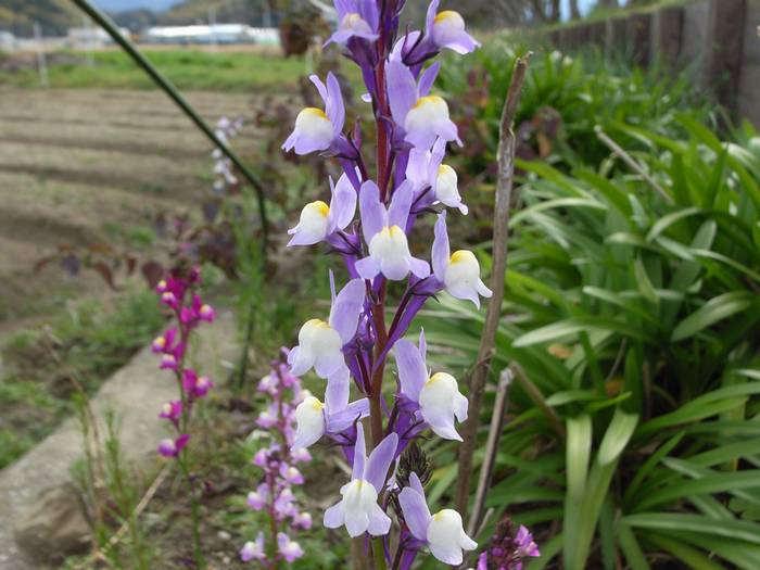 Linaria2.jpg(52887 byte)