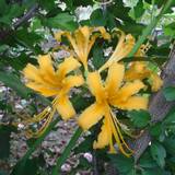 shyouki-zuisen-s.jpg(8073 byte)