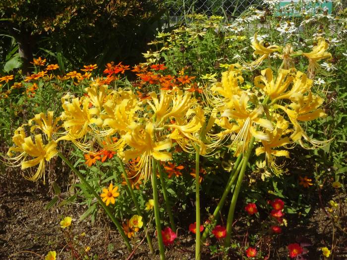 shyouki-zuisen1.jpg(104058 byte)