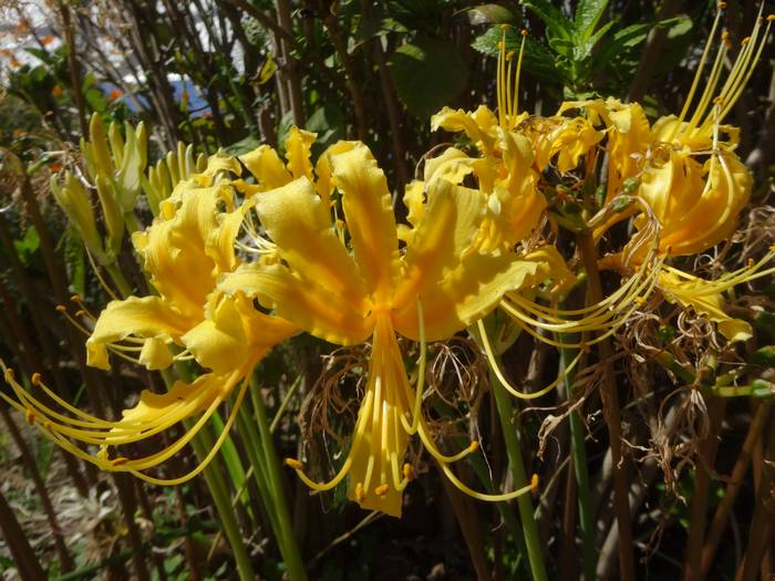 shyouki-zuisen2.jpg(70700 byte)