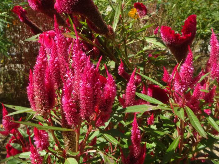 keitou3.jpg(90053 byte)