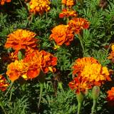 Mari-gold-s.jpg(9627 byte)