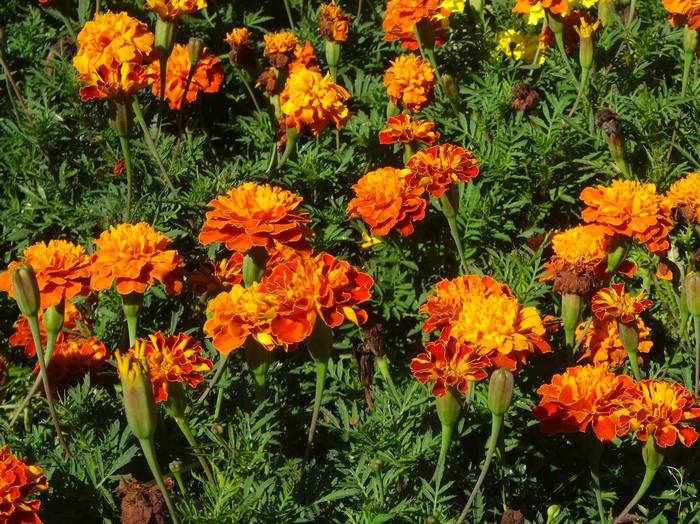 Mari-gold1.jpg(108290 byte)