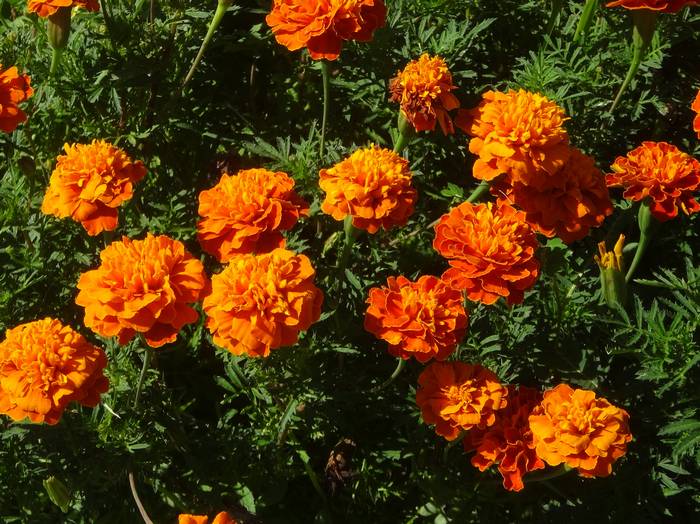 Mari-gold2.jpg(92240 byte)