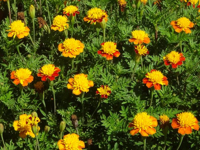 Mari-gold3.jpg(105238 byte)