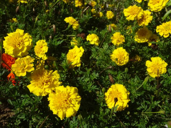 Mari-gold4.jpg(80704 byte)