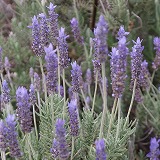 Lavender-s.jpg(16216 byte)
