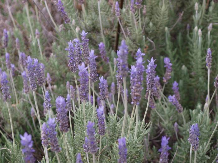 Lavender1.jpg(64170 byte)