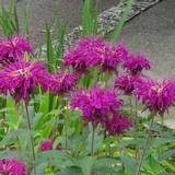 Monarda-s.jpg(7225 byte)