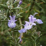 Rosemary-s.jpg(13231 byte)