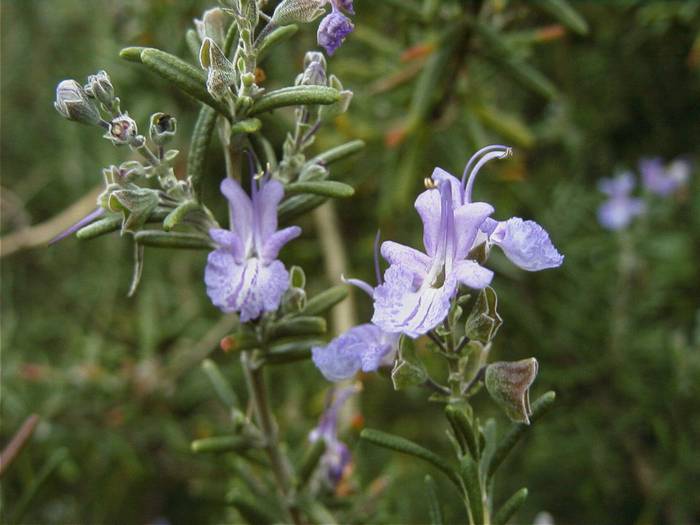 Rosemary1.jpg(42453 byte)