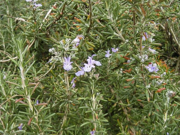Rosemary2.jpg(93323 byte)