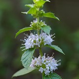 hakka-s.jpg(9596 byte)