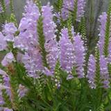 hanatora-no-o-s.jpg(7140 byte)