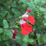 hot-lips-s.jpg(5574 byte)