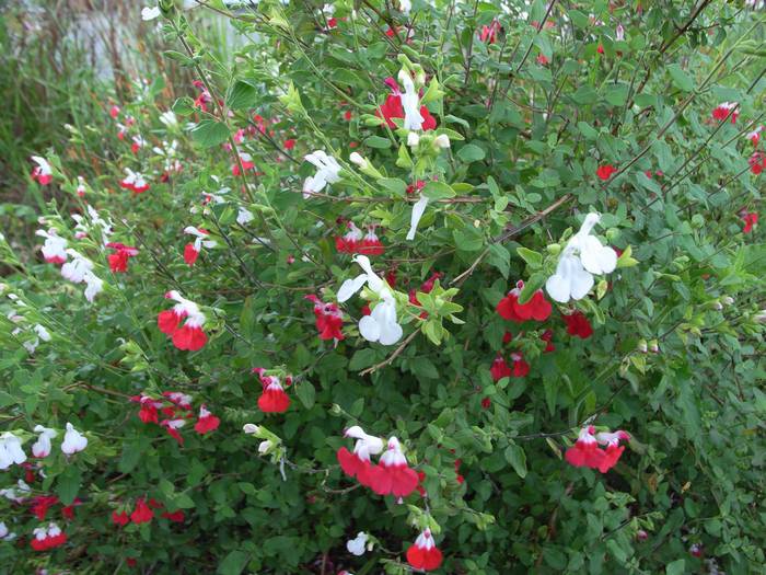 hot-lips1.jpg(86064 byte)