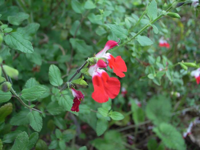 hot-lips2.jpg(42635 byte)