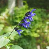 medo-sage-s.jpg(5378 byte)