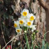 suisen-s.jpg(6763 byte)