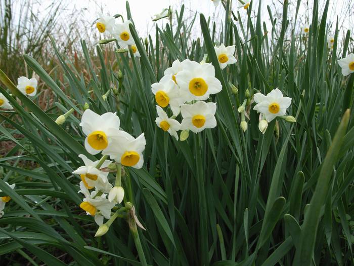 suisen1.jpg(67174 byte)