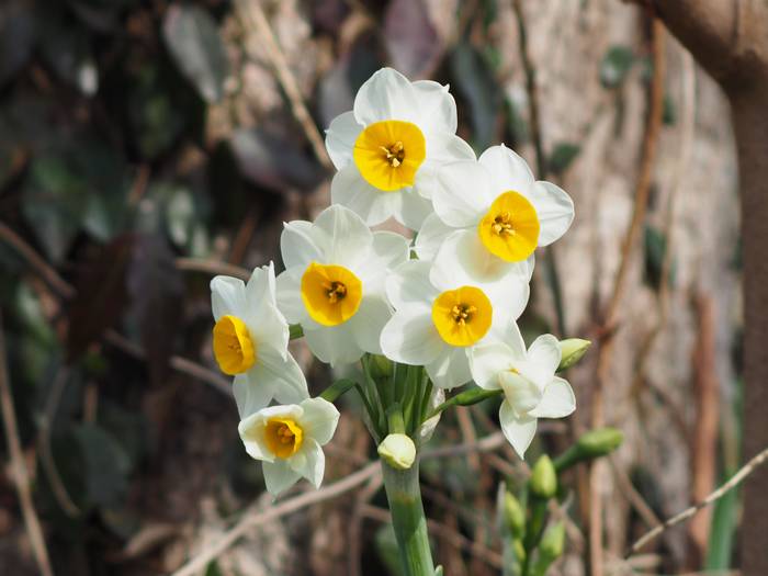 suisen2.jpg(38452 byte)