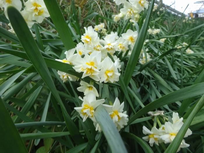 suisen3.jpg(56184 byte)