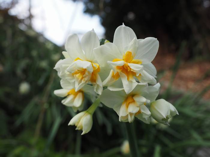 suisen4.jpg(28884 byte)