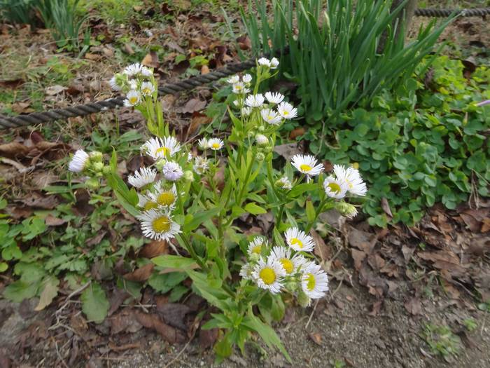 hime_jyoon6.jpg(80634 byte)