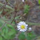 hiroha_houki-giku-s.jpg(4525 byte)