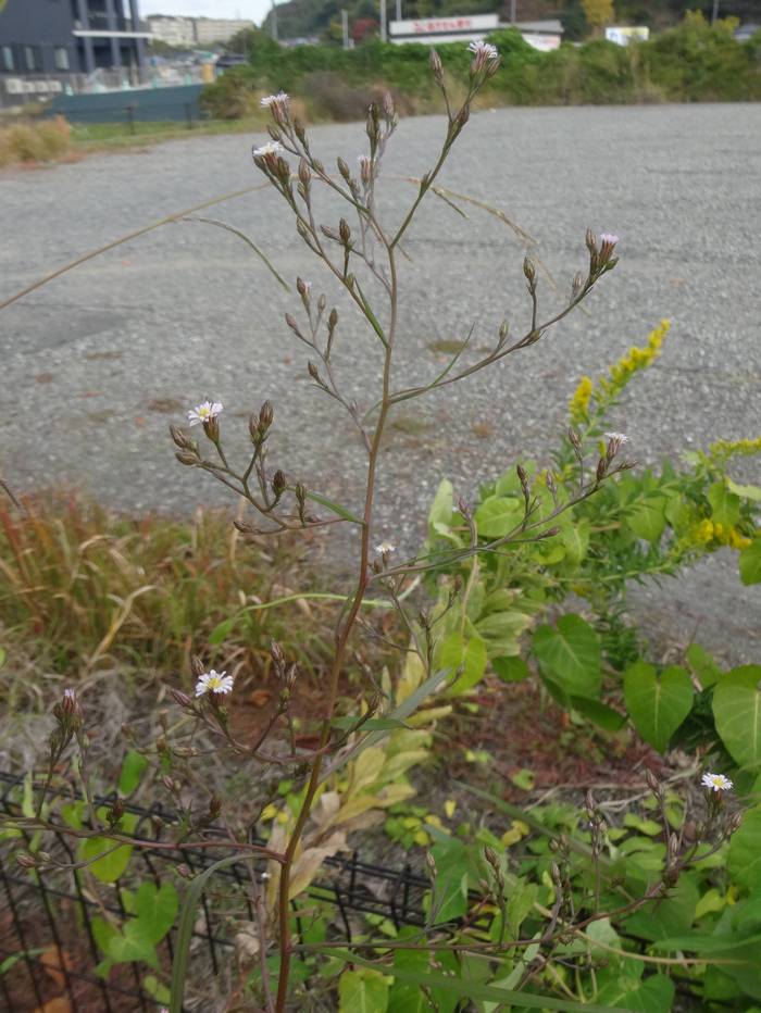 �q���n�z�E�L�M�N