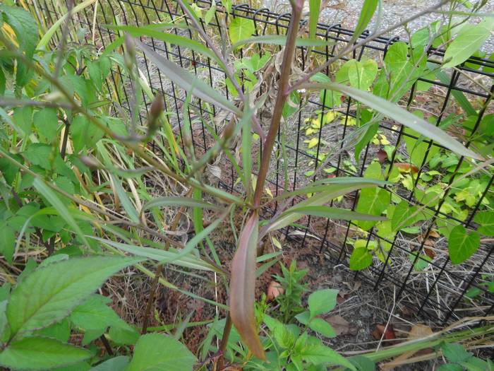 �q���n�z�E�L�M�N�s�A�t