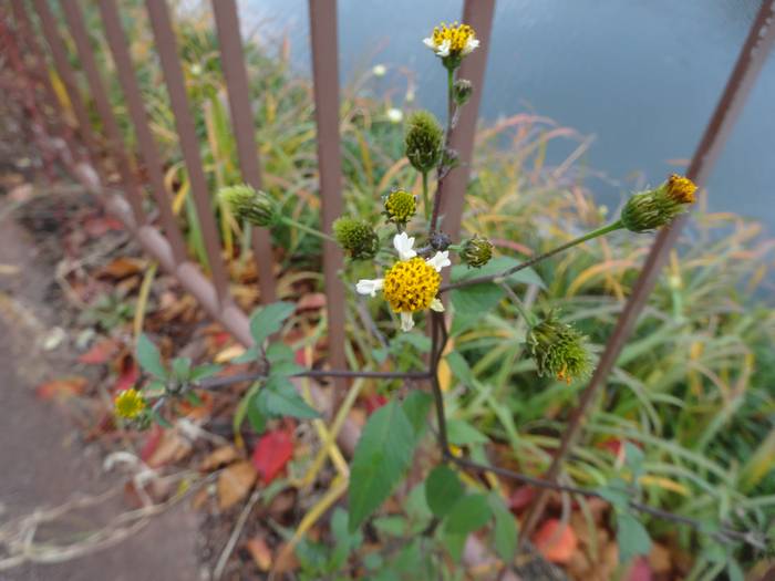 ko-sendangusa-hybrid.jpg(44344 byte)