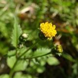 ko-sendangusa-s.jpg(5532 byte)