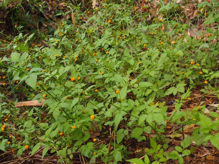 ko-sendangusa1.jpg(97458 byte)