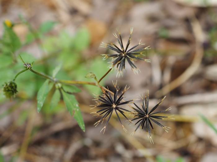 ko-sendangusa3.jpg(34610 byte)