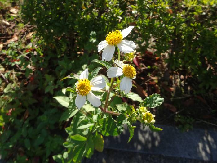 kosirono-sendangusa1.jpg(60688 byte)