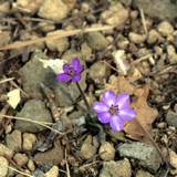 misumi-sou-s.jpg(8319 byte)