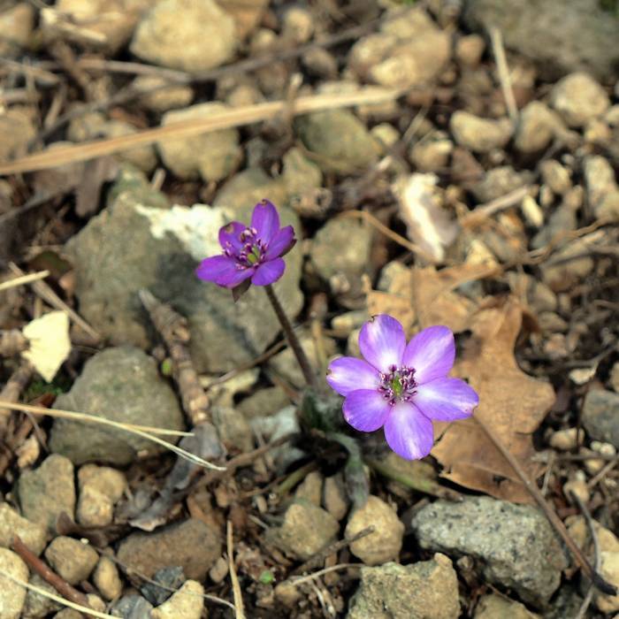 misumi-sou1.jpg(71786 byte)