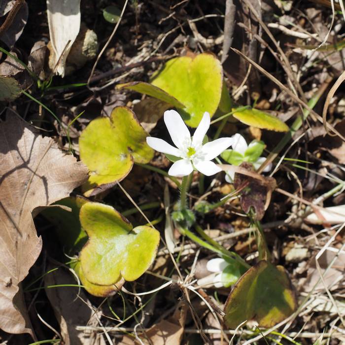 misumi-sou2.jpg(86600 byte)